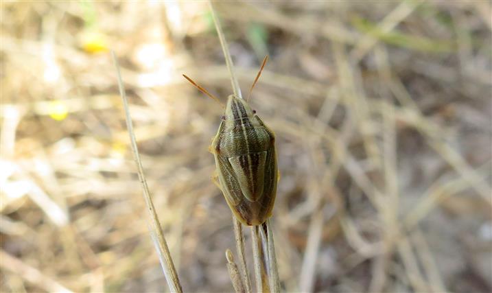 Pentatomidae:  Aelia acuminata